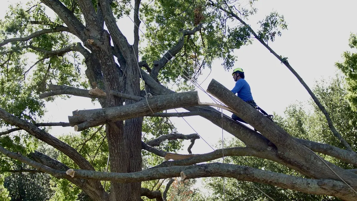 Professional Hazardous Tree Removal performed by certified arborists in Bartelso