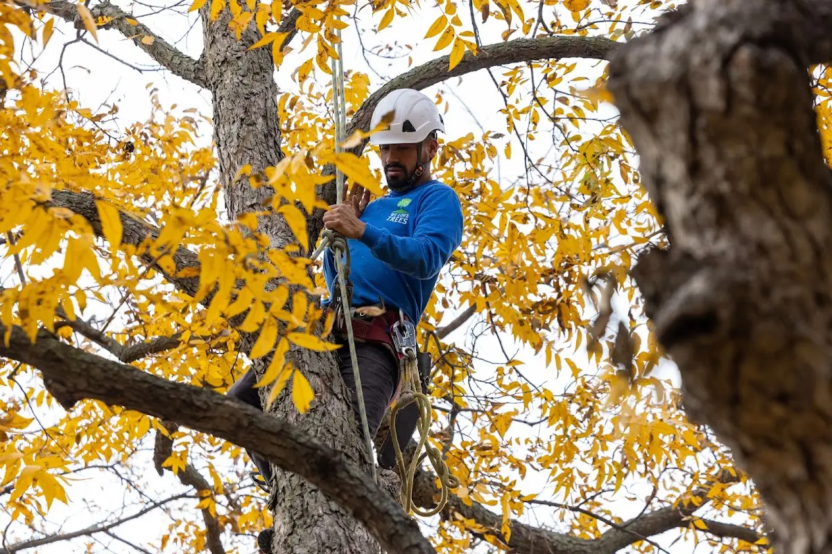Skilled Tree Planing crew working in Bartelso